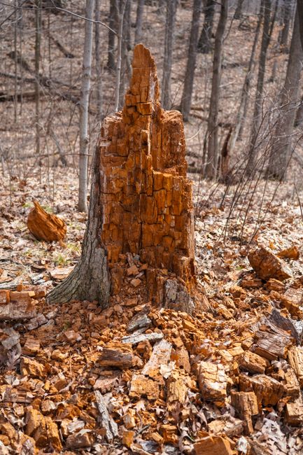 Close-up image of a stack of chopped logs with visible wood grain and rough bark, arranged outdoors on a pavement or ground area. The logs vary in size, with some showing fresh cut surfaces revealing 