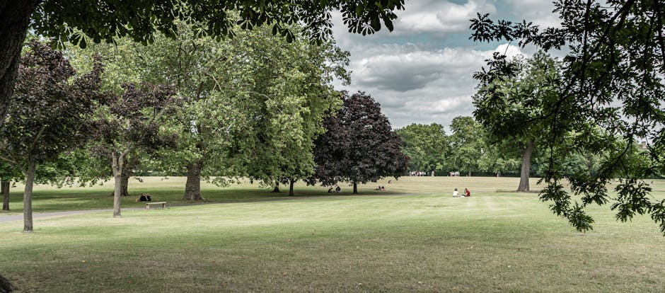 A wide view of a park with lush green grass and a variety of mature trees, including some with dark purple and green leaves, under a partly cloudy sky. Several people are seated on benches and on the grass in the background, engaged in outdoor activities or relaxing. The scene is viewed from under tree branches in the foreground, with natural dappled light filtering through the leaves. This setting can be associated with residential move preparations, where items may be packed, loaded into a van, or transported during home relocation services offered by Man with Van Colliers Wood, supporting furniture transport and moving logistics in the area.